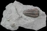 Flexicalymene Trilobite From Ohio #45055-1
